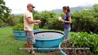 Des coléoptères aquatiques pour lutter contre la jacinthe d’eau [upl. by Traver]