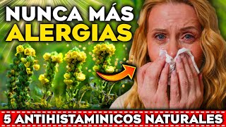 TRATA y CURA tus ALERGIAS y ASMA de Forma Natural  5 Plantas ANTIHISTAMÍNICAS para Reducir ALERGIAS [upl. by Etam]