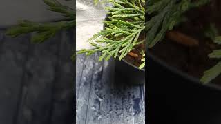 My Cedar Tree  New Green Foliage 💚🌲 [upl. by Alphonsa]