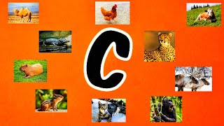 10 Animals name start with the letter C with spellings and pictures [upl. by Naujid]