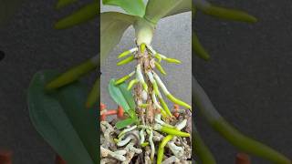 The magic potion helps dry orchid roots grow new healthy roots [upl. by Eastlake]