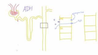 How does Antidiuretic Hormone ADH work [upl. by Airotcivairam]