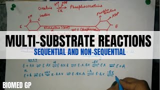 MultiSubstrate reactions Sequential and Non Sequential  BioMed GP [upl. by Ahsehyt]