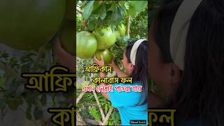 আফ্রিকান কালাবাস ফল এখন দেশেই পাওয়া যায়। kalabash fruit 🍐 fruitvideos african ফল [upl. by Evette]