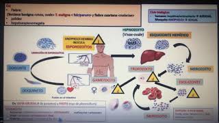 Fisiopatologia del Paludismo o Malária [upl. by Lafleur]