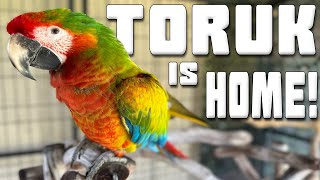 TORUK IS FINALLY HOME [upl. by Elik]