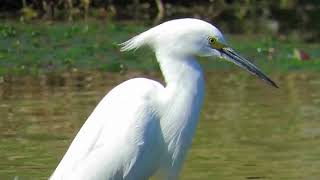 Egret Sound [upl. by Cower]