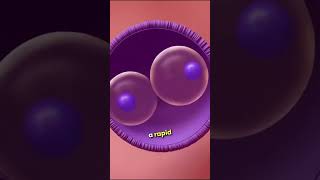 quotFertilization and Early Embryo Development From Egg to Blastocystquot facts shorts youtbeshorts [upl. by Saduj]