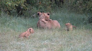 One month old lion cubs with mom Naboisho Mara [upl. by Puna]