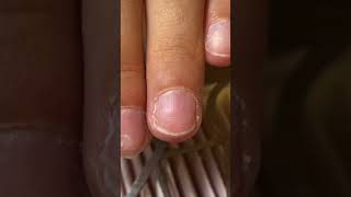 Tuto ongles capsule américaine ongles rongés ongles semi permanent vernis nails art ongle en gel [upl. by Aicatsana]