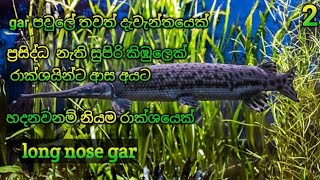 long nose gar fish sinhala [upl. by Oyam]