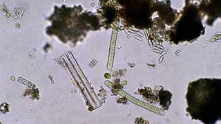 珪藻や緑藻たちの静かな世界A stilllife view of algae and diatoms [upl. by Soni]