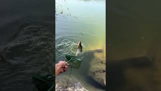 Fishing in Pakistan 🐠 Big fish 🐟 dinking leatt dymola dyne todler dalprop dorco [upl. by Cony]