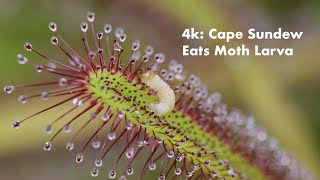 4k Cape Sundew Devours Live Moth Larva [upl. by Reddy]