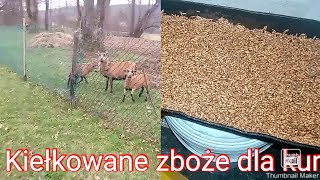 Kiełkowane zboże dla kur  owce na wybiegu [upl. by Dodi]