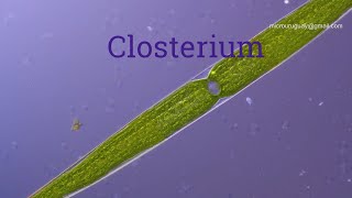 Closterium alga [upl. by Baldwin]