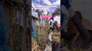 Jobs TearsAdlay Millet grown at Rooftop Garden garden rooftop millet nagaland [upl. by Fechter707]