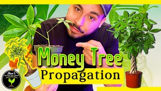 Money Tree Propagation and Care Guide for Beginners Pachira aquatica [upl. by Namrej493]