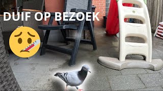 Opzoek naar de eigenaar van een duif  Duif op bezoek  Duif gewond  Vlog 133 [upl. by Enialedam471]