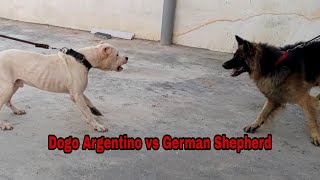 Dogo Argentino Attack German Shepherd 😨  Simba ko pitbull puppy se milaya [upl. by Carissa962]