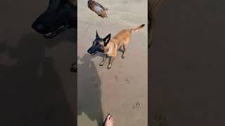 Malinois ist wasserscheu 🫧Übungen am Meer mit Hund [upl. by Noiztneb655]