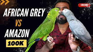 African Grey Vs Amazon Parrot  Best Talking Parrot  Best Parrot for Beginners  ShaikhTanveer [upl. by Rik]