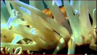 Animal Bio Pt2Phylum Cnidaria [upl. by Drisko]