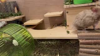 Hamster Falls Backwards With Food Bowl  1518490 [upl. by Eenad664]