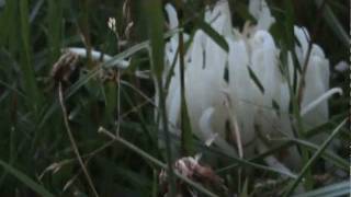 Strange Fungus  White Finger  Fairy Finger Fungus Clavaria fragilis [upl. by Honniball]