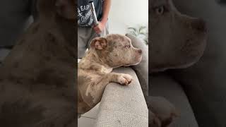 Dog Loves Being Vacuumed  1494107 [upl. by Lari]