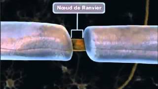 La propagation de linflux nerveux [upl. by Nilya]