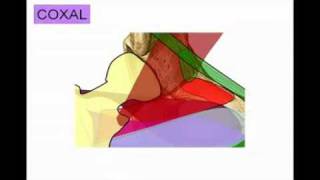 Miología de Miembro inferior parte n° 5 [upl. by Cirred]