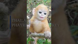 Meet Thailand’s leaf monkey [upl. by Oni]