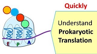 Translation in prokaryotes  Protein synthesis in prokaryotes [upl. by Euqinehs300]