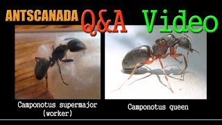 AntsCanada QampA Video July 8th 2015 [upl. by Hnahc]