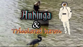 Anhinga and Tricolored Heron [upl. by Aikehs413]