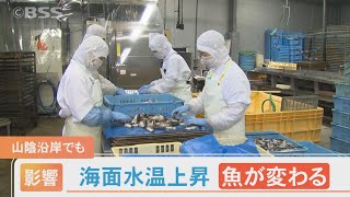 海面水温上昇 海で暮らす魚に影響が…何が変わった？ [upl. by Ladnar]