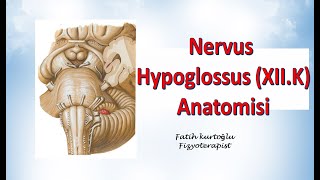 Nervus Hypoglossus  Neuroanatomy  Nöroanatomi Konu Anlatımı 26 [upl. by Schreib]