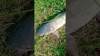 Anacostia River fishing [upl. by Grayson]