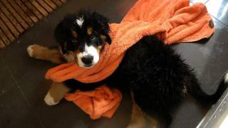 Berner Hundebaby erstes Bad  Video Tagebuch Teil 4 [upl. by Nyladnarb580]