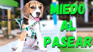 PERRO con MIEDO al PASEAR  👉DESCUBRE Lo que DEBES HACER‼ [upl. by Erhart]