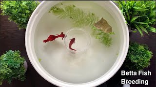 Betta Fish Breeding Procedure  Fighter Fish [upl. by Klute793]