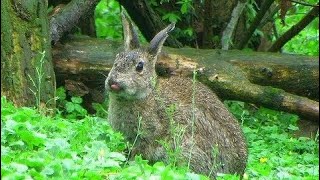 Conigli selvatici  Wild European Rabbits [upl. by Hermina]