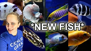 BIG FISH SHIPMENT  African Cichlids Malawi  Tanganyika  American Cichlids  Bettas [upl. by Arola]