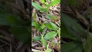 Monarch Caterpillar to butterfly nature beautiful [upl. by Redfield42]