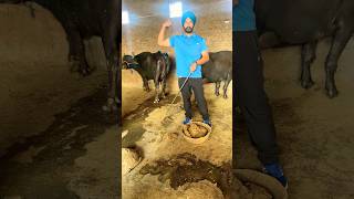 MOTIVATION  cow dairyfarm bull farming farmer shortsfeed gymmotiavational cute shorts [upl. by Bollinger]