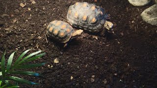 Cambios en terrarios para tortugas Patas rojas Rusas Dragón y Mojinas [upl. by Ihc]