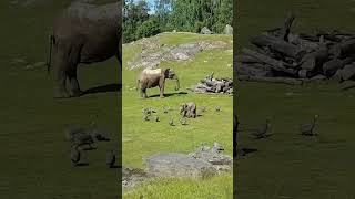 Cute Baby Elephant Trips While Playing With Birds [upl. by Tia]