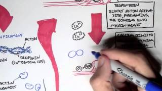 Myology  Skeletal Muscle Sarcomere Myosin and Actin [upl. by Halley139]