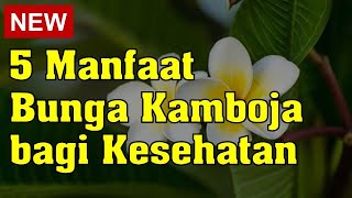 5 Manfaat Bunga Kamboja bagi Kesehatan [upl. by Xel977]